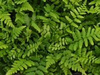 Hardy Fern Dryopteris affinis